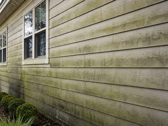 Before: green algae and mildew streaking down shaded siding